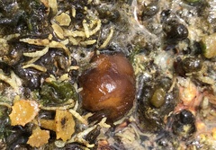Leptolyngbya crosbyana