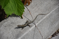 Podarcis muralis maculiventris