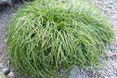 Carex resectans