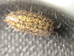 Porcellium collicola
