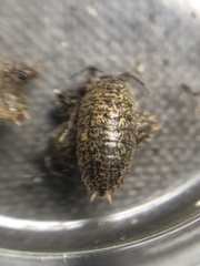 Porcellium collicola