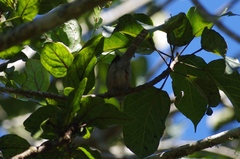 Apalis chirindensis