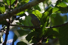Apalis chirindensis