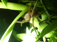 Neosparassus diana