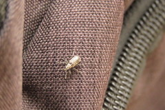 Polydrusus pilosus