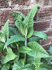 Buddleja davidii