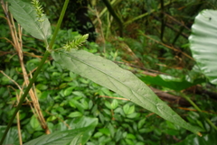 Achyranthes longifolia