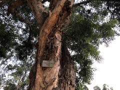 Melaleuca cajuputi cumingiana