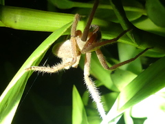 Neosparassus diana