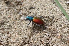 Cicindela scutellaris scutellaris