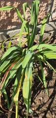 Hemerocallis citrina