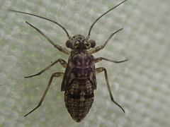 Mesopsocus
