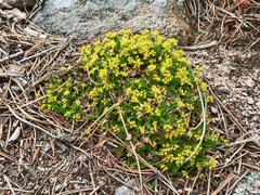 Cymopterus humilis
