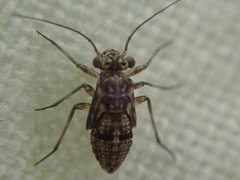 Mesopsocus