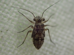 Mesopsocus