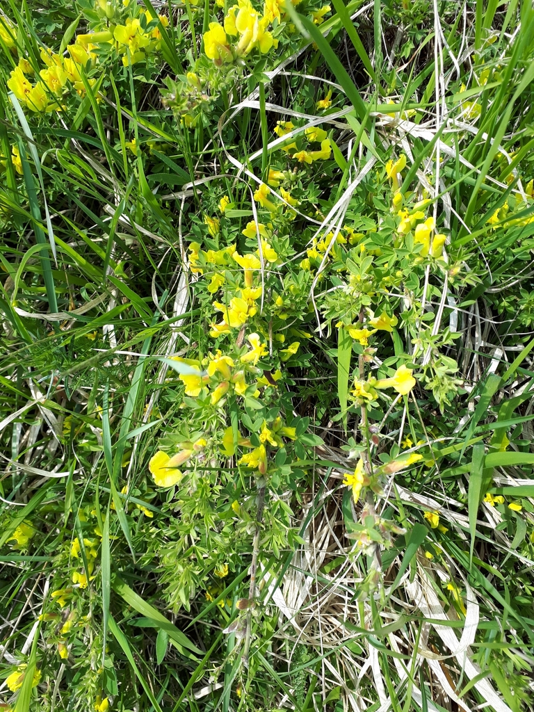 Chamaecytisus Ratisbonensis From Gemeinde Spitz, 3620, Österreich On 