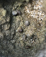 Peasiella tantilla