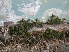 Urtica platyphylla