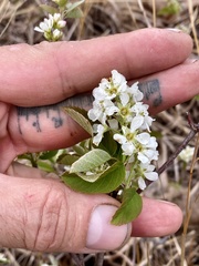 Amelanchier stolonifera