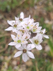 Allium roseum