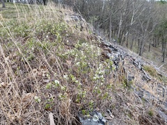 Amelanchier stolonifera