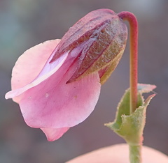 Hermannia coccocarpa