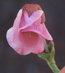 Hermannia coccocarpa