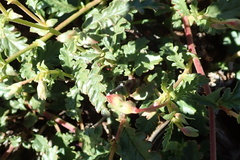 Hermannia coccocarpa