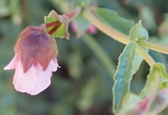 Hermannia coccocarpa