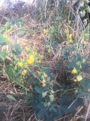 Crotalaria sphaerocarpa sphaerocarpa
