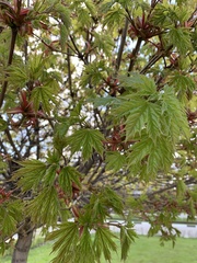 Acer platanoides