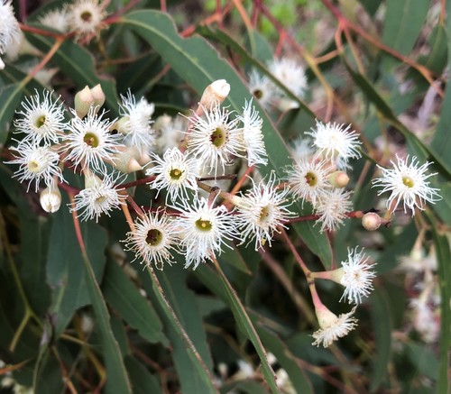 Eucalyptus fasciculosa F.Muell.