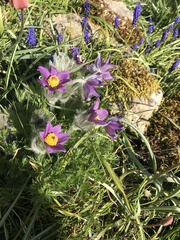 Pulsatilla vulgaris