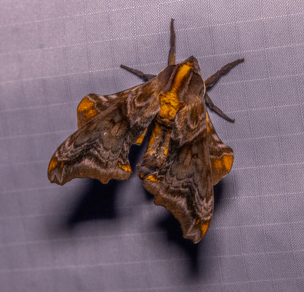 Small-eyed Sphinx from Lexington, KY, USA on April 30, 2021 at 09:33 PM ...