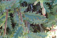 Hermannia coccocarpa