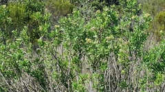 Nidorella ivifolia