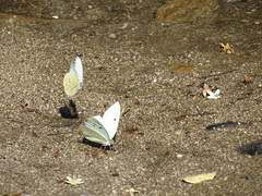 Ganyra