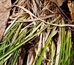 Carex longirostrata