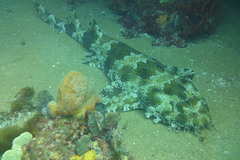 Orectolobus halei