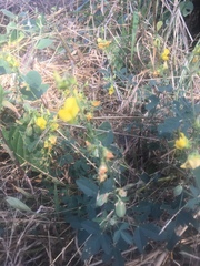 Crotalaria sphaerocarpa sphaerocarpa