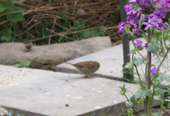 Prunella modularis occidentalis