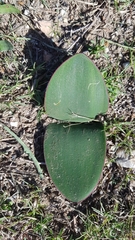 Haemanthus sanguineus