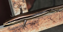 Marisora roatanae