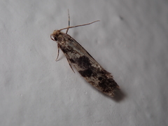 Nemapogon granella