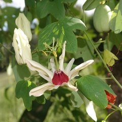 Passiflora aurantia aurantia