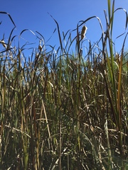 Typha capensis