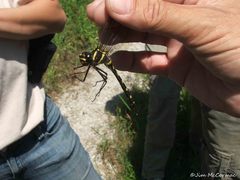 Macromia pacifica