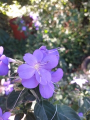 Barleria obtusa