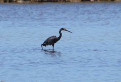 Egretta garzetta dimorpha
