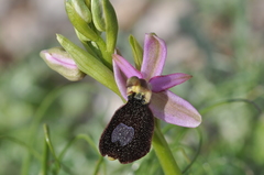 Ophrys bertolonii benacensis